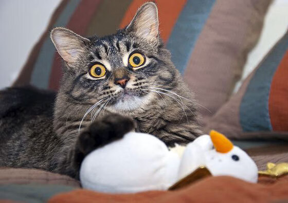 kaiyun.com-《英雄联盟洲际赛，战术博弈异常激烈》，lol洲际赛rw对战kz