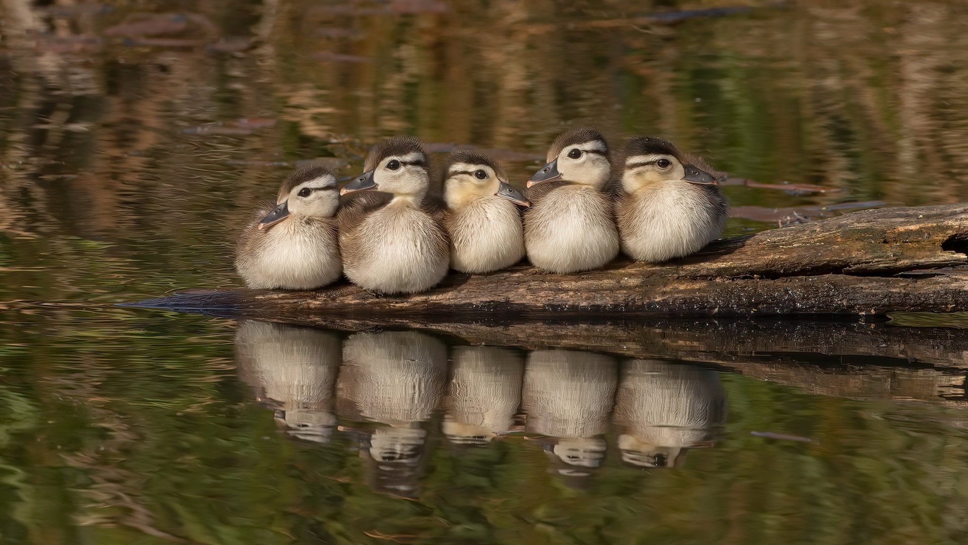 开云·Kaiyun网页版-史上最激情的“冠军决战”重现：那些令人热血沸腾的瞬间！
